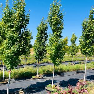 Acer freemanii Armstrong Maple 