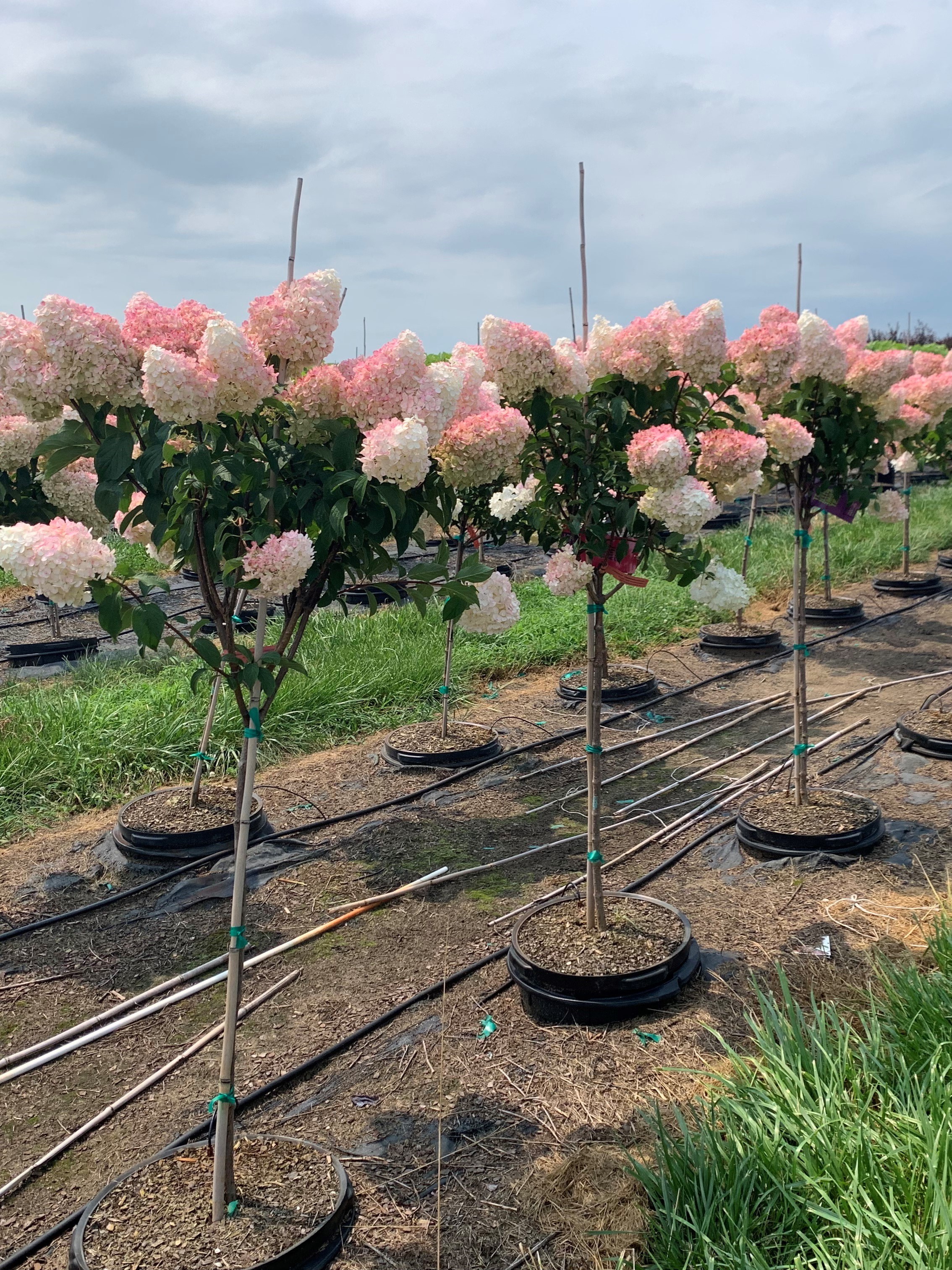 Vanilla Strawberry™ Hydrangea Trees for Sale