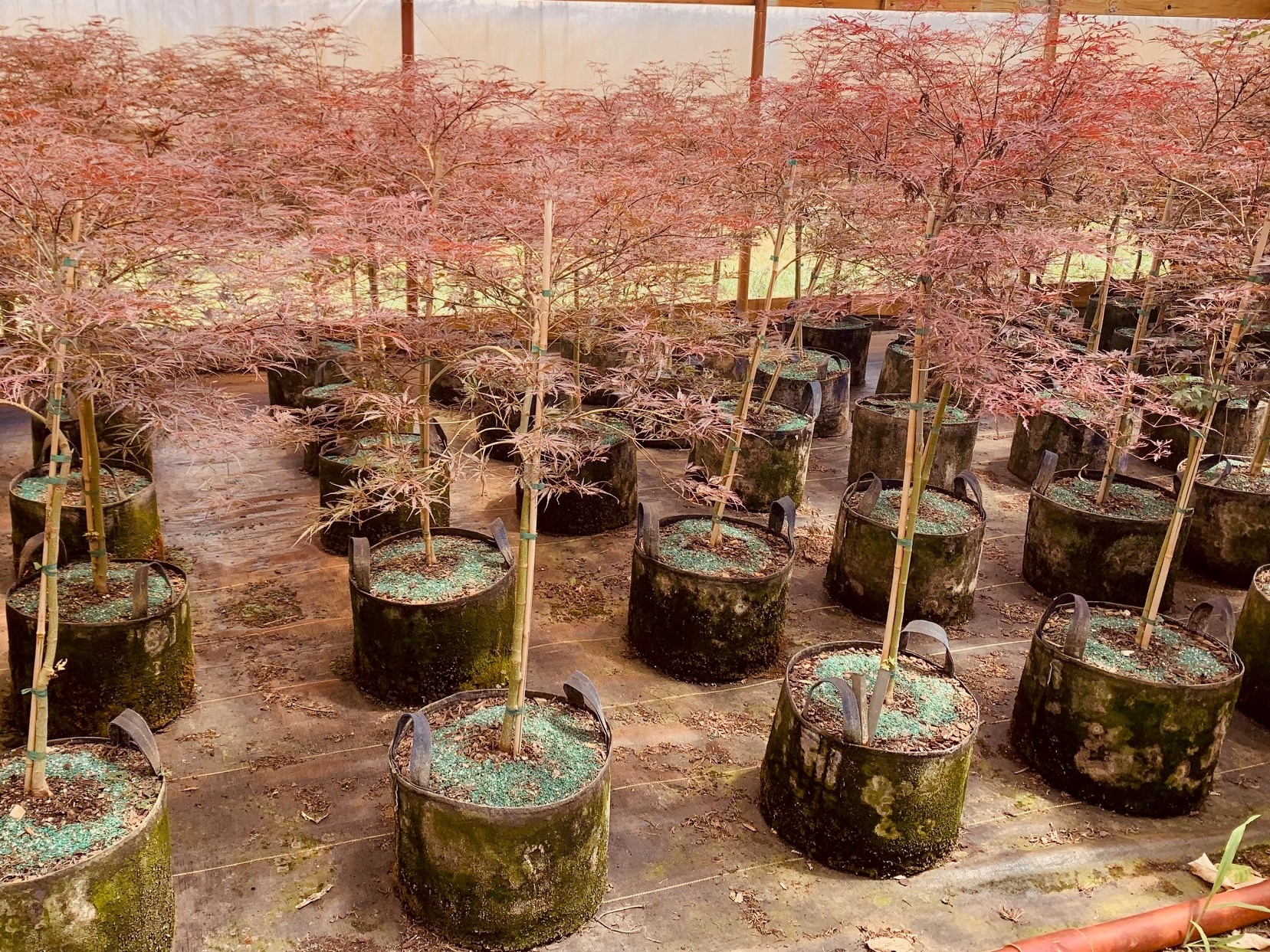 Acer palmatum Tamukeyama Japanese Maple 