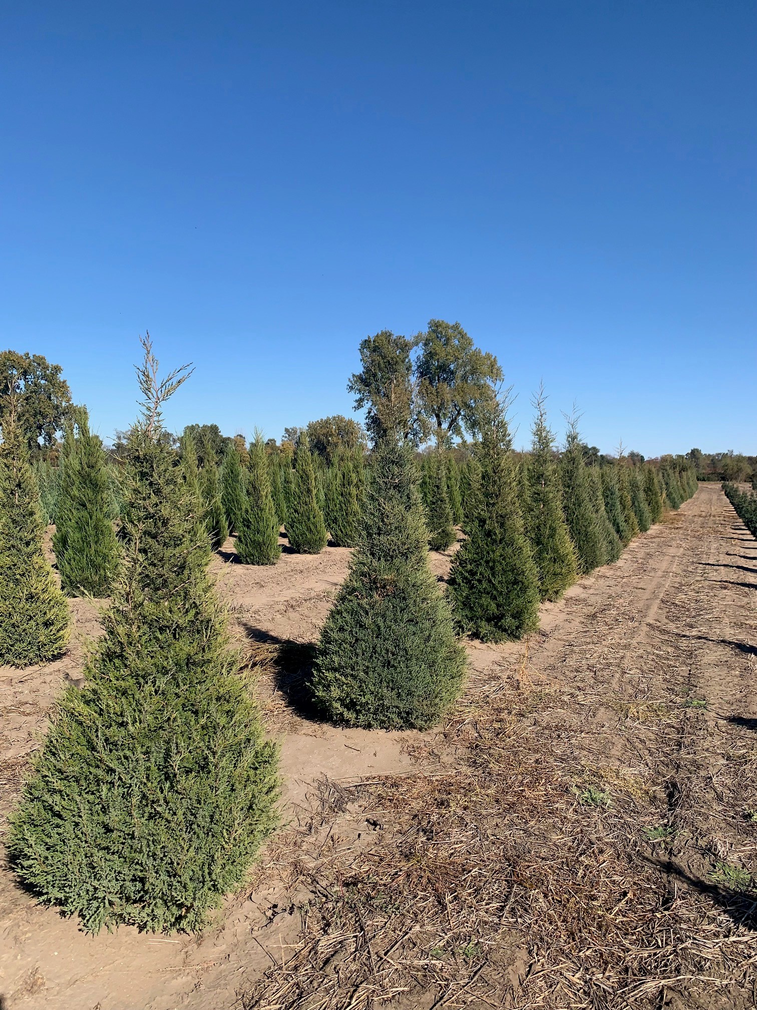 Juniperus virginiana Eastern Red Cedar 