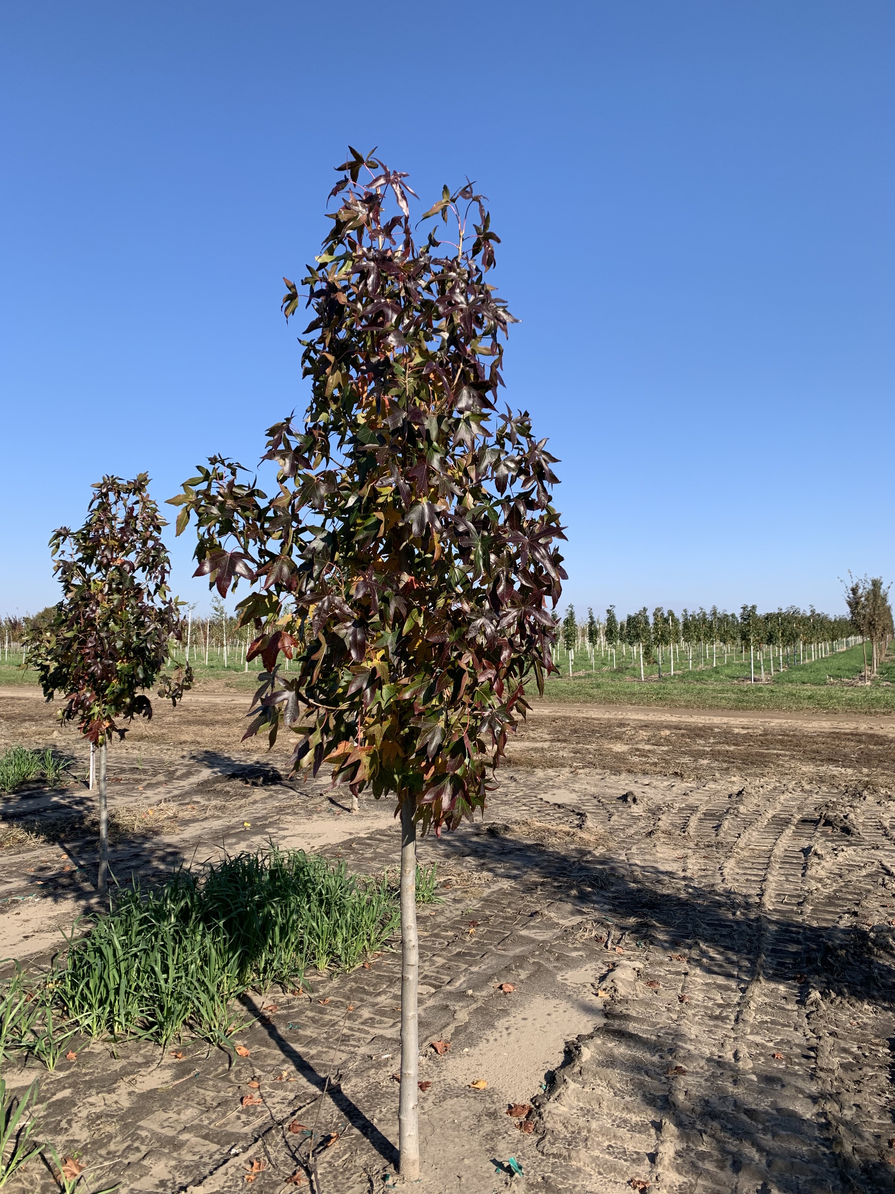 Liquidambar styraciflua Moraine