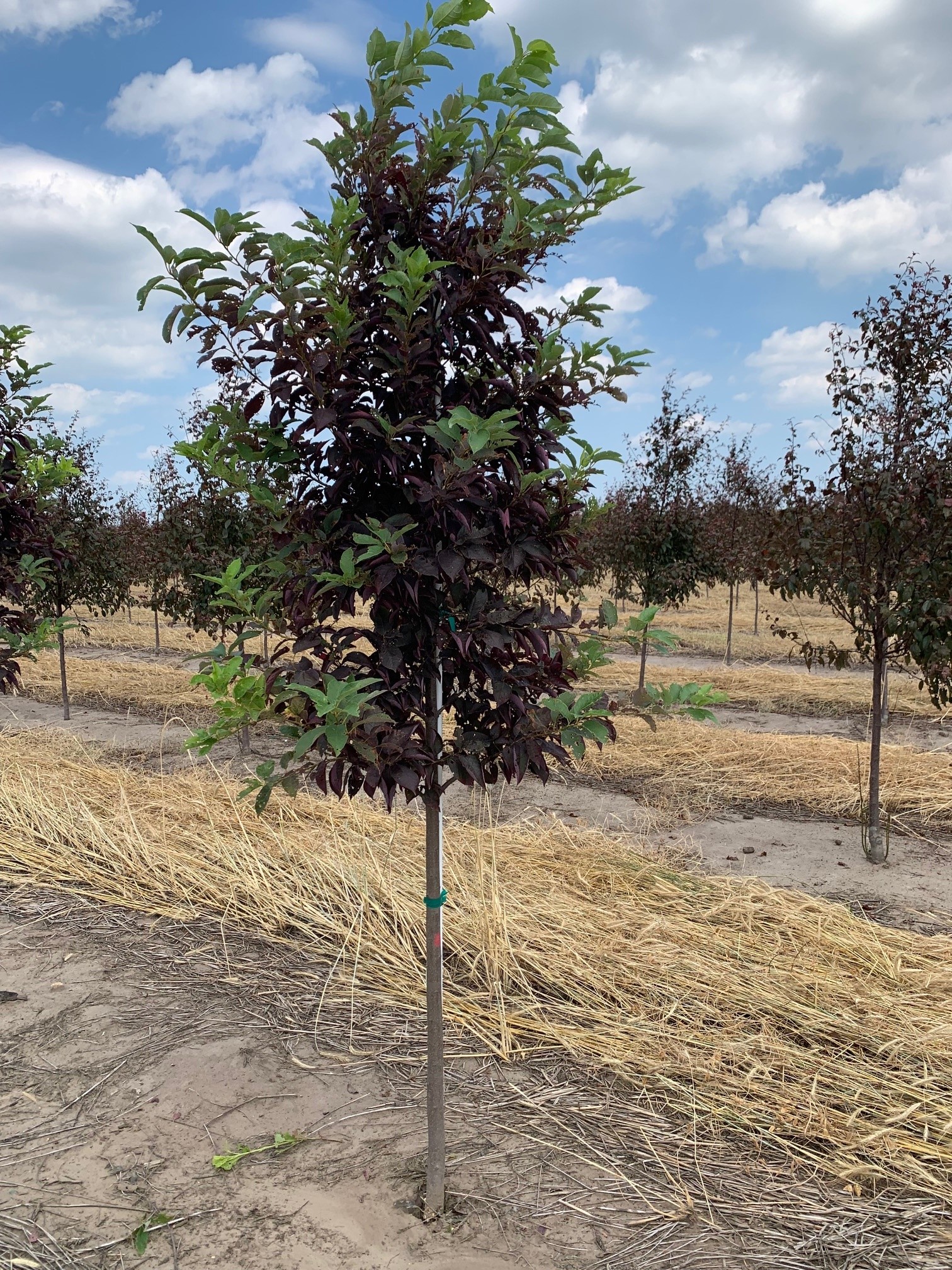 Prunus virginiana Sucker Punch