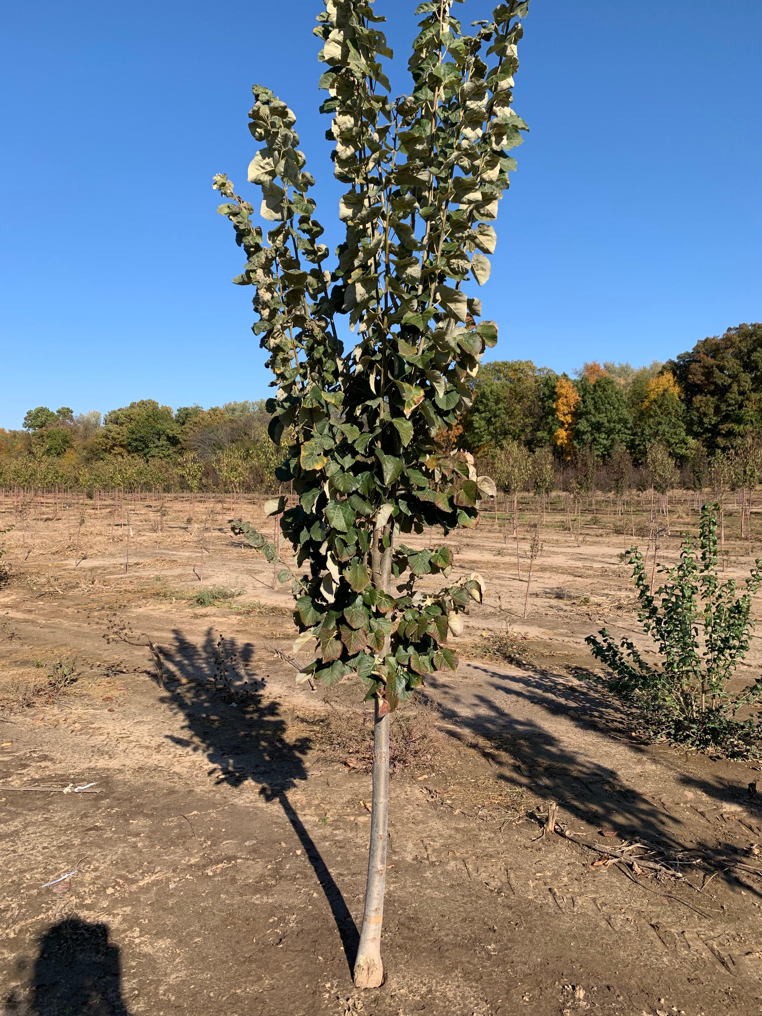 Tilia tomentosa Silver Lining