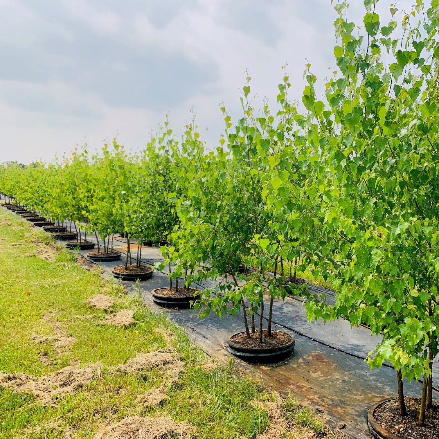 Betula Populifolia 'Whitespire' Birch Birch, Whitespire From Kankakee ...