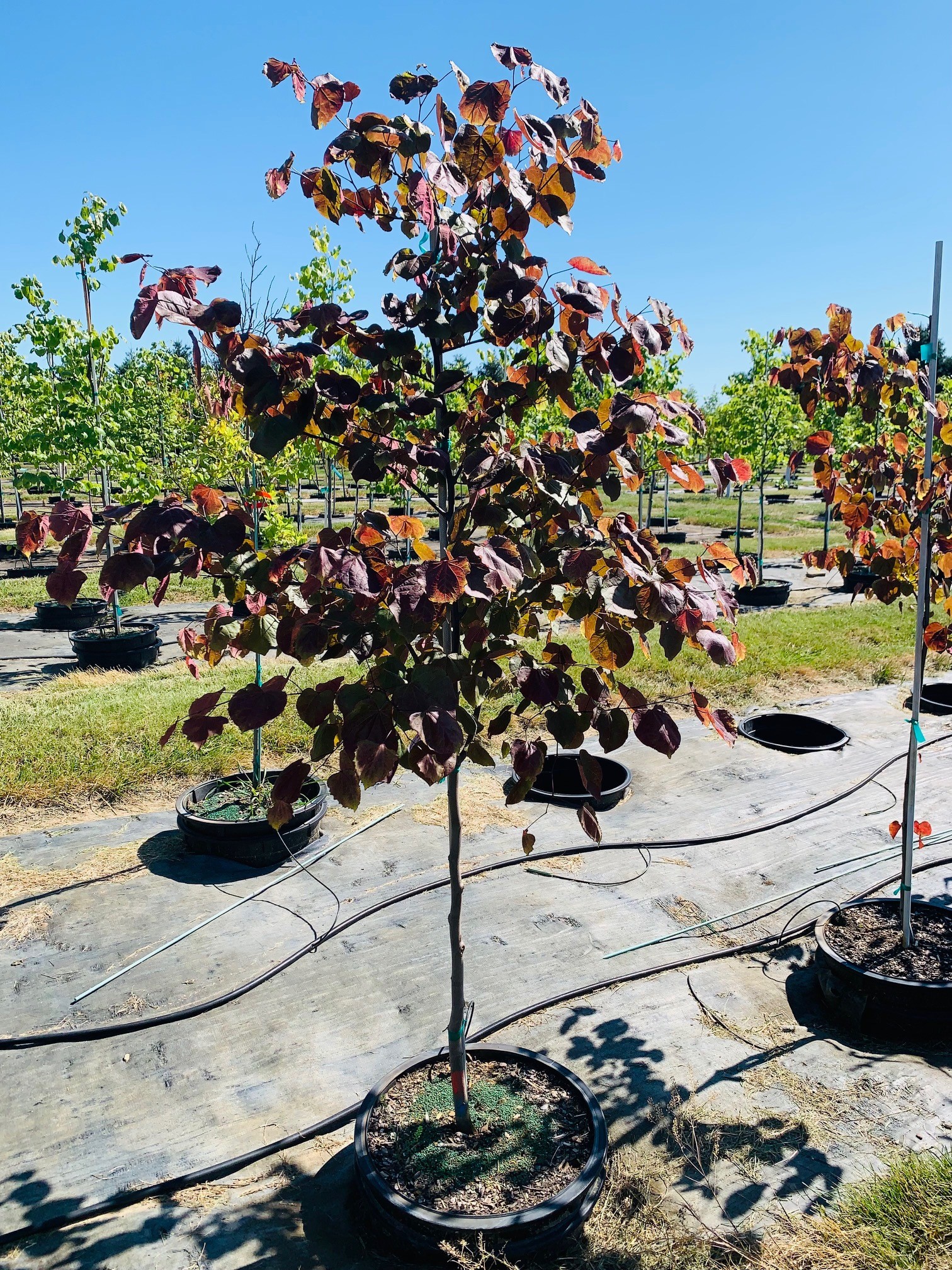 Cercis canadensis Midnight Express® 