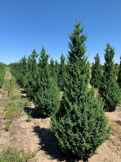 Juniperus x 'J.N. Select Blue' Star Power™ Juniper 