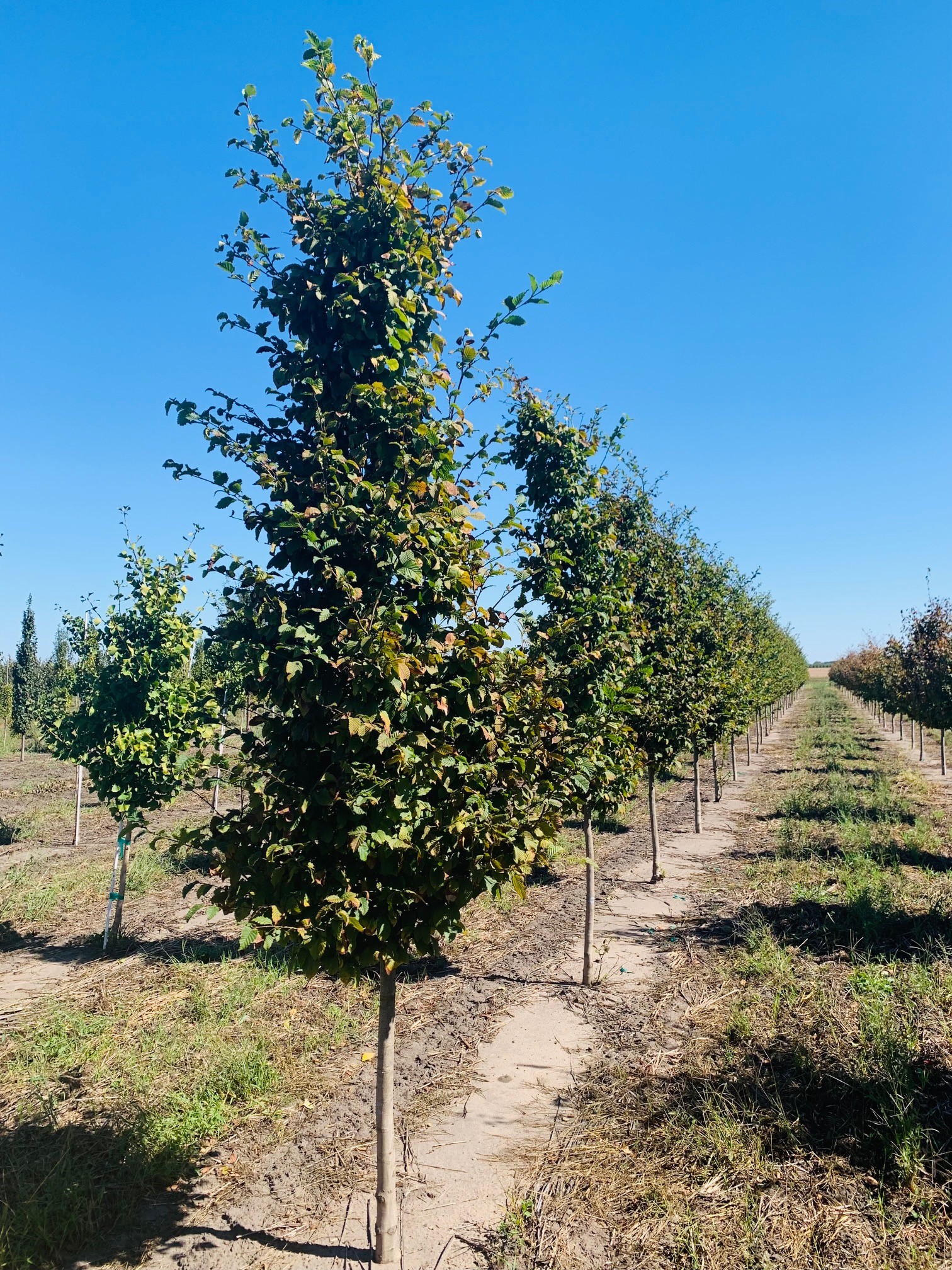 Carpinus betulus 'Rockhampton Red' Hornbeam 