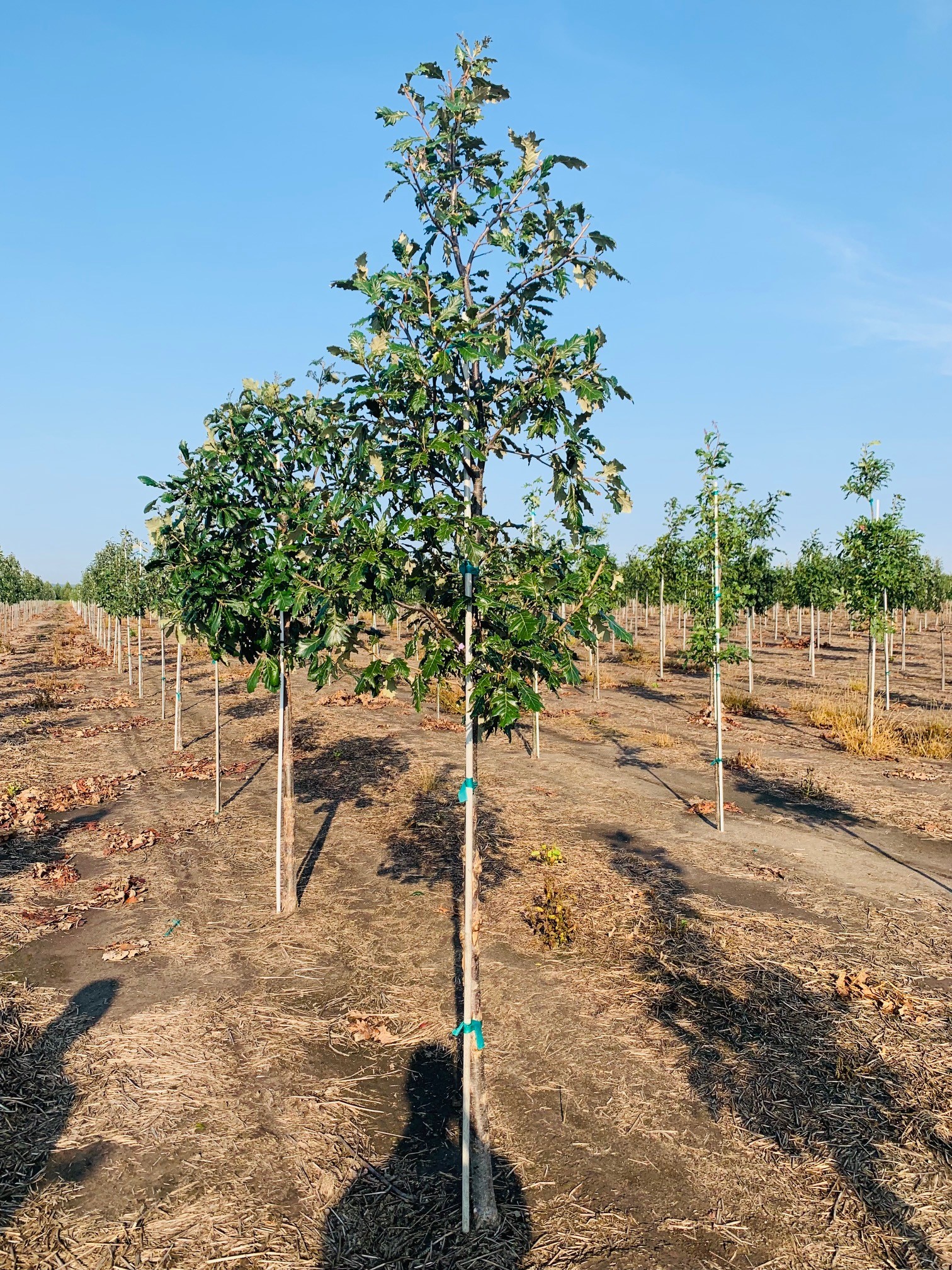 Quercus bicolor 'K.B. Crystal' Oak 