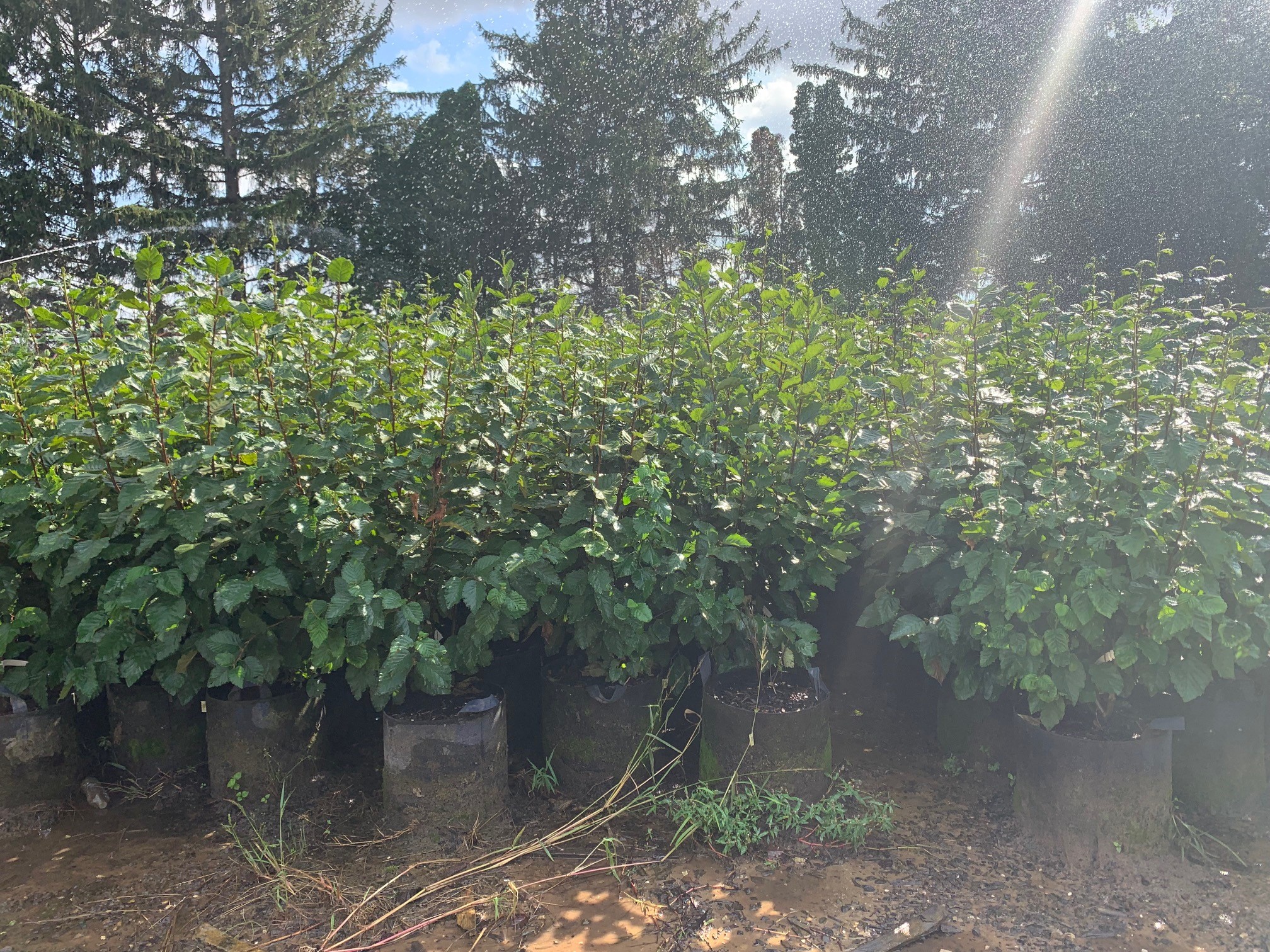 Alnus incana subsp. rugosa Speckled Alder 