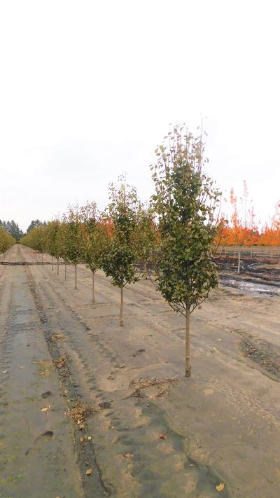 Pyrus calleryana 'Jaczam' Jack® Callery Pear 