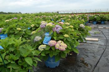  39;Bailmer39; Hydrangea, Endless Summer® from Kankakee Nursery