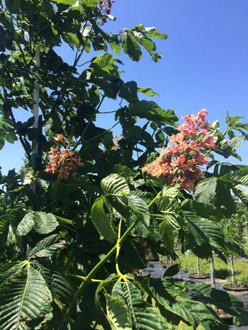 Aesculus carnea Ft McNair Horsechestnut 