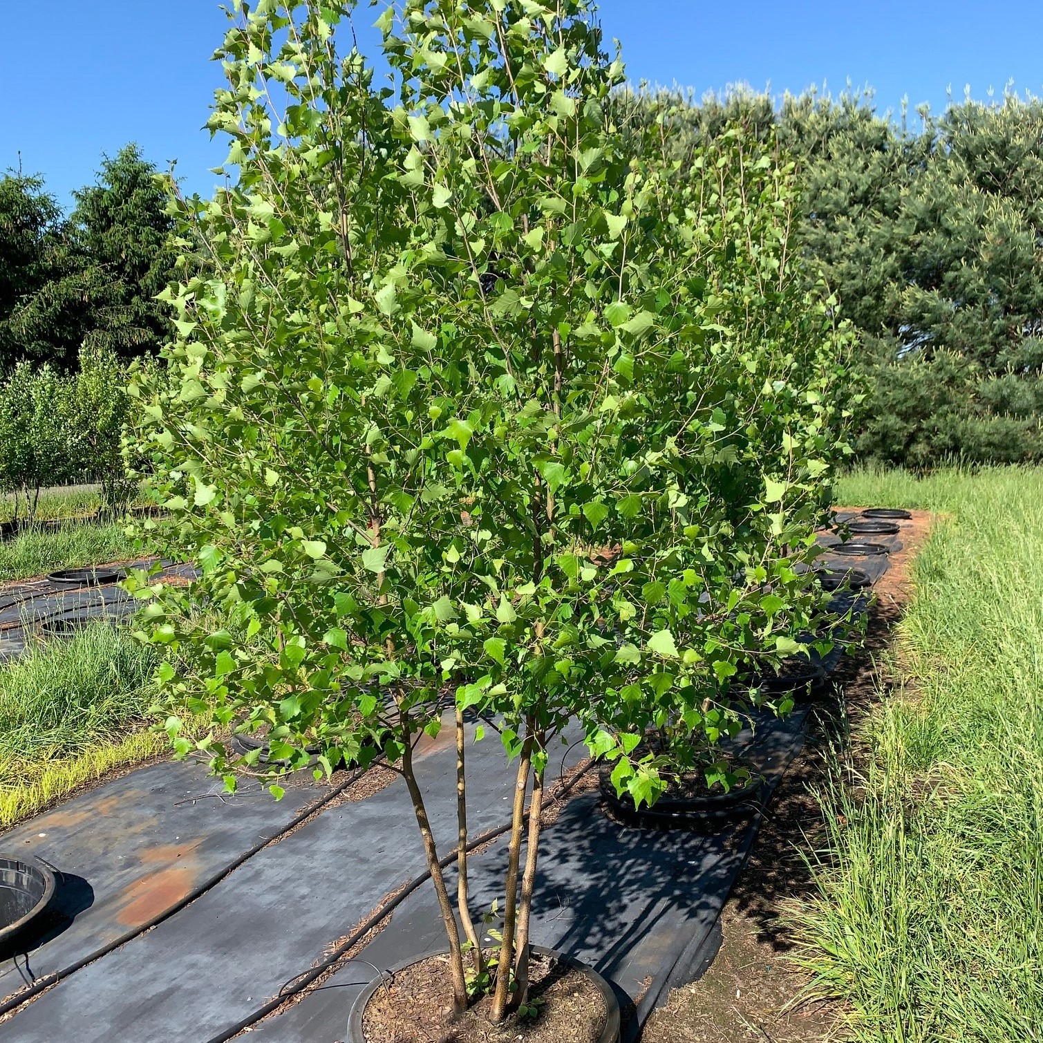 Betula populifolia 'Whitespire' Birch 