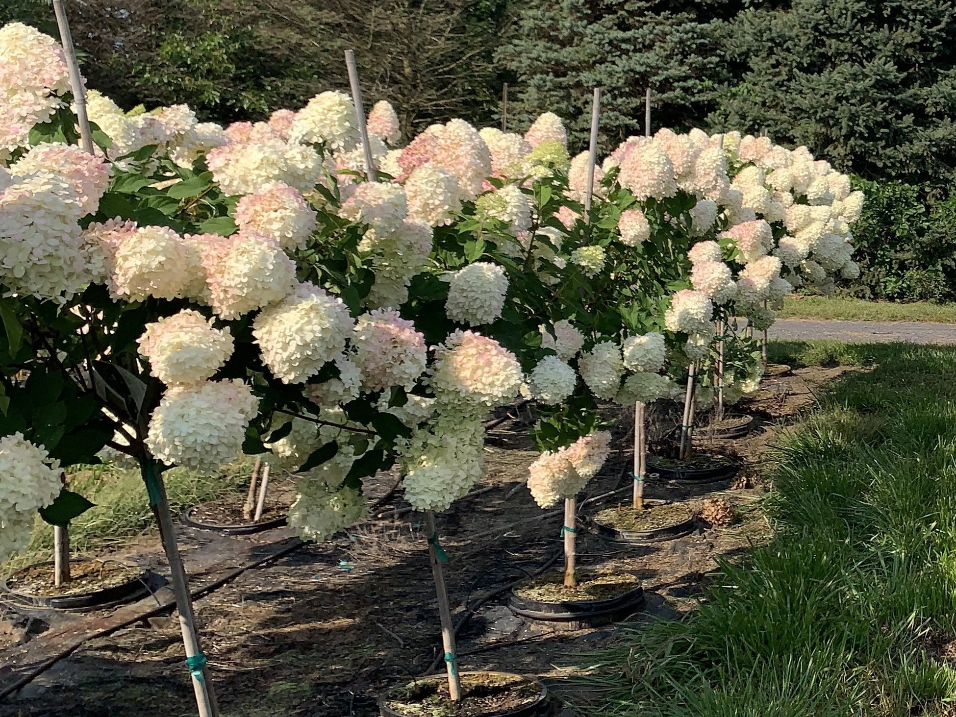 question-how-should-a-hydrangea-paniculata-limelight-tree-be-pruned