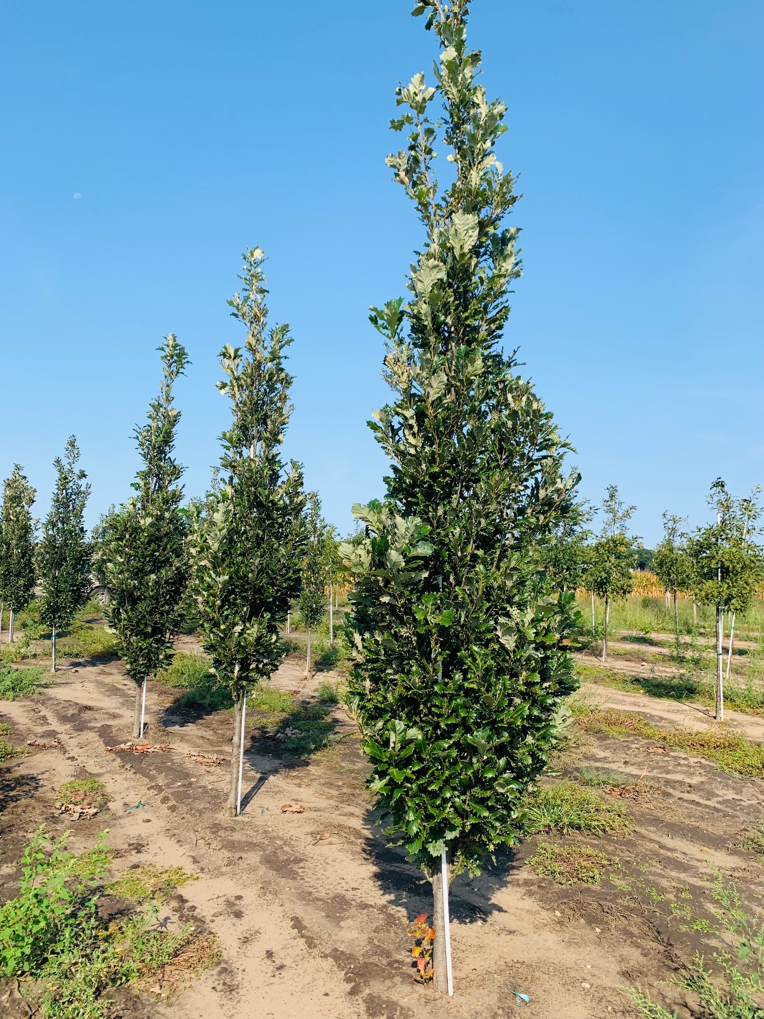 Quercus robur x bicolor 'Nadler' Kindred Spirit® Oak 