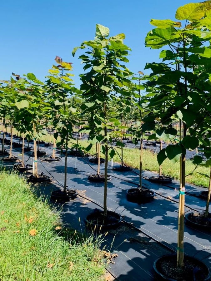 Catalpa x Erubescens 'Purpurea' 