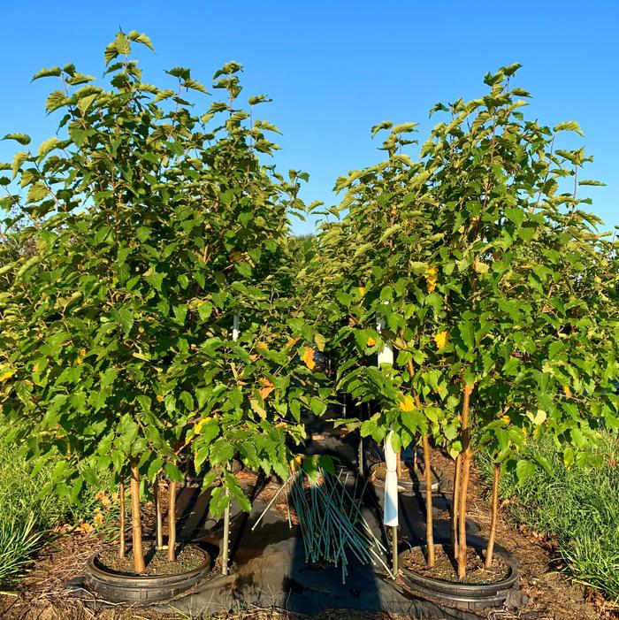 Betula populifolia 'Whitespire' Birch 