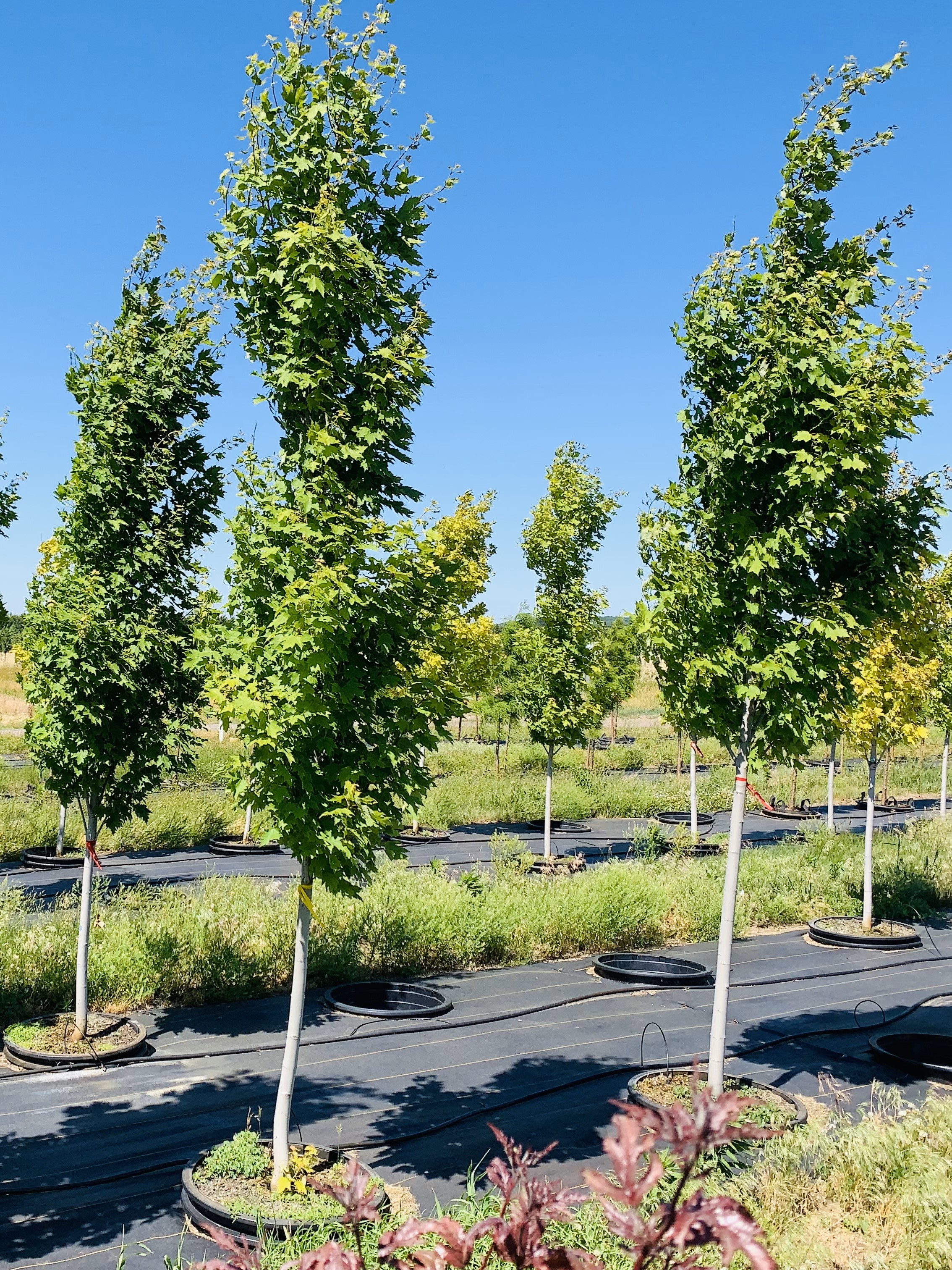 Acer freemanii Armstrong Maple 