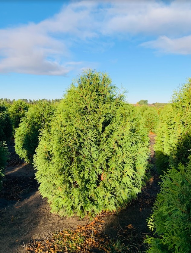 Thuja occidentalis 'Nigra' Dark Green Arborvitae 