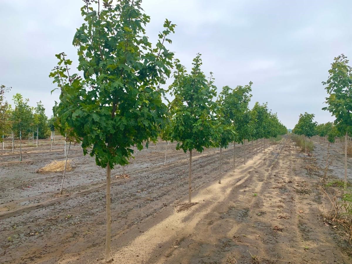 Acer saccharum 'Bailsta' Fall Fiesta® Sugar Maple 