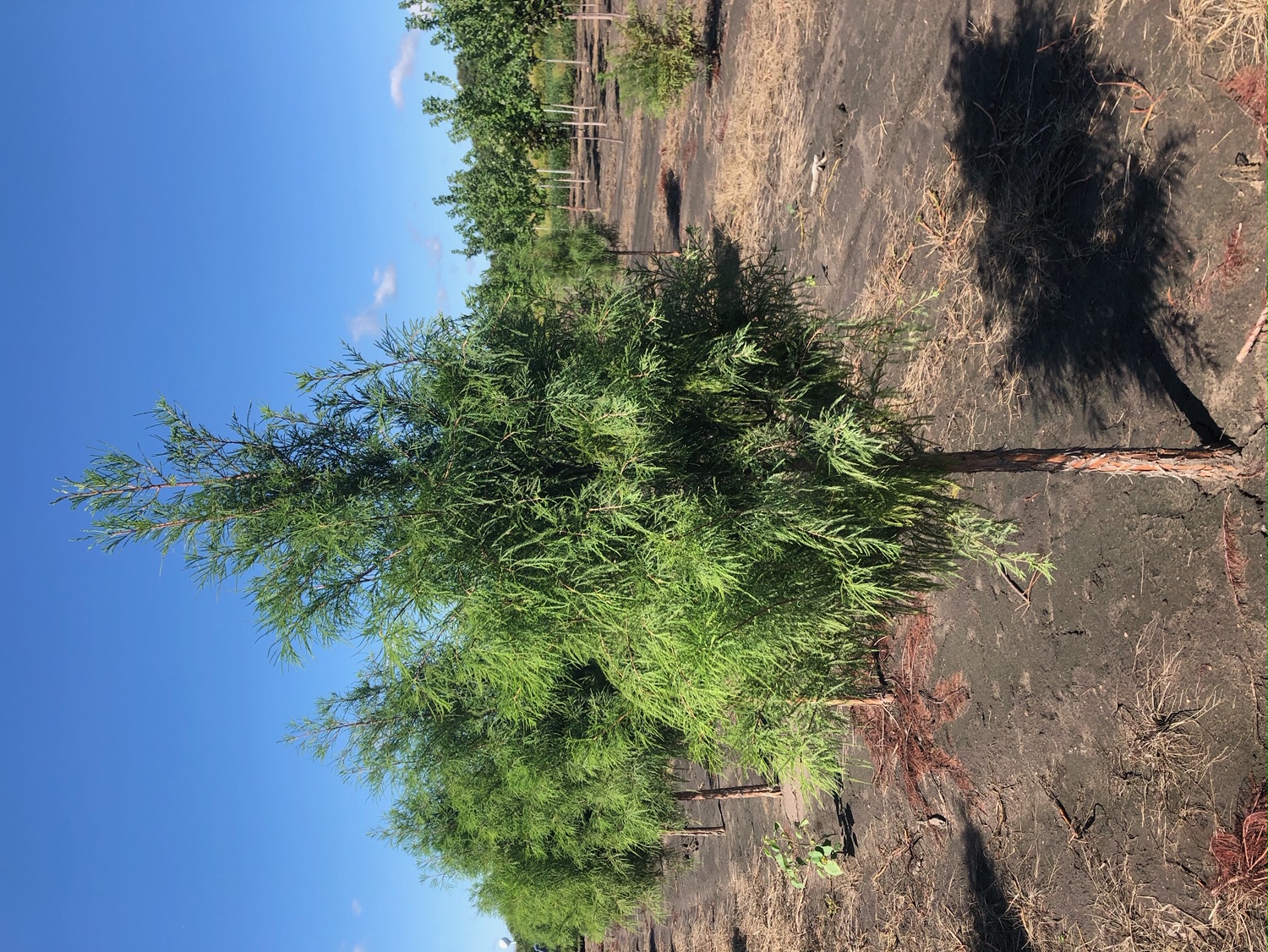 Taxodium distichum Shawnee Brave Bald Cypress 