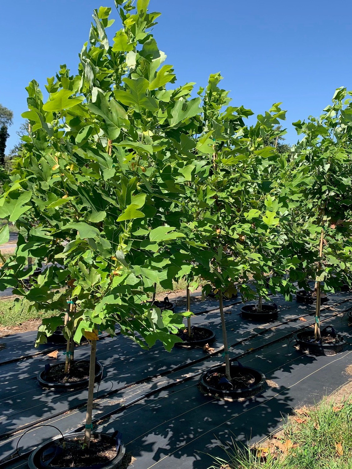 Liriodendron tulipifera Tulip Tree 