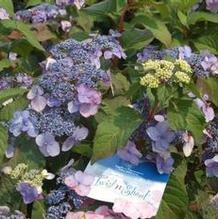 Hydrangea macrophylla 'PIIHM-I' Hydrangea macrophylla 'PIIHM-I'