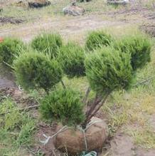 Juniperus Pom-Pon Juniperus Pom-Pon