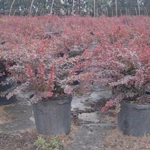 Berberis thunbergii var atropurpurea Berberis thunbergii var atropurpurea
