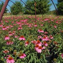 Echinacea purpurea 'Kim's Knee High' Echinacea purpurea 'Kim's Knee High'