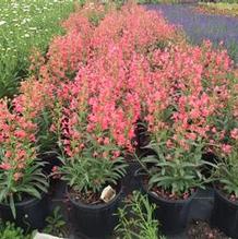 Penstemon 'Red Riding Hood' Penstemon 'Red Riding Hood'