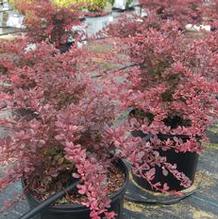 Berberis thunbergii 'Rose Glow' Berberis thunbergii 'Rose Glow'