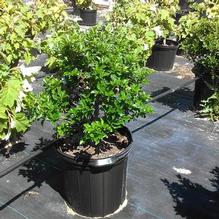 Ilex meservae 'Blue Prince & Blue Princess' Ilex meservae 'Blue Prince & Blue Princess'
