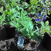 Baptisia australis Baptisia australis