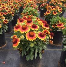 Gaillardia aristata 'Arizona Sun' Gaillardia aristata 'Arizona Sun'