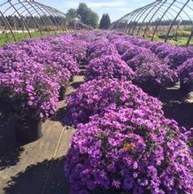 Aster 'Wood's Purple' Aster 'Wood's Purple'