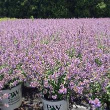 Nepeta faassenii 'Cat's Meow' Nepeta faassenii 'Cat's Meow'
