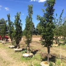 Trees from Kankakee Nursery