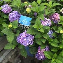 Hydrangea macrophylla 'PIIHM_II' Hydrangea macrophylla 'PIIHM_II'