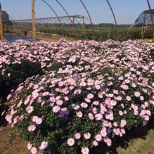 Aster 'Pink Chiffon' Aster 'Pink Chiffon'