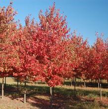 Acer rubrum 'Autumn Flame' Acer rubrum 'Autumn Flame'