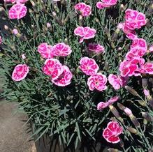 Dianthus 'Fire and Ice' Dianthus 'Fire and Ice'