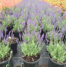 Lavandula angustifolia 'Big Time Blue' Lavandula angustifolia 'Big Time Blue'
