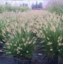 Pennisetum alopecuroides 'Little Bunny' Pennisetum alopecuroides 'Little Bunny'
