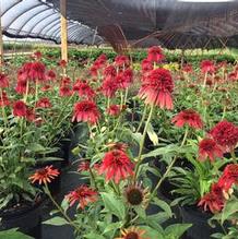 Echinacea 'Hot Papaya' Echinacea 'Hot Papaya'