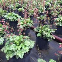 Heuchera 'Berry Timeless' Heuchera 'Berry Timeless'