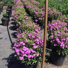 Phlox 'Forever Pink' Phlox 'Forever Pink'