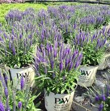 Veronica Magic Show® 'Hocus Pocus' Veronica Magic Show® 'Hocus Pocus'