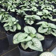 Brunnera macrophylla 'Sea Heart' Brunnera macrophylla 'Sea Heart'