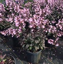 Penstemon 'Blackbeard' Penstemon 'Blackbeard'